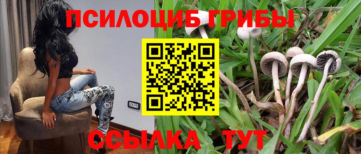 Узловая  Галлюциногенные грибы Psilocybine cubensis  Вход с VPN 